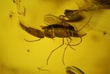 Two Fossil Flies (Diptera) and a Hairy Leaf in Baltic Amber #159797-2